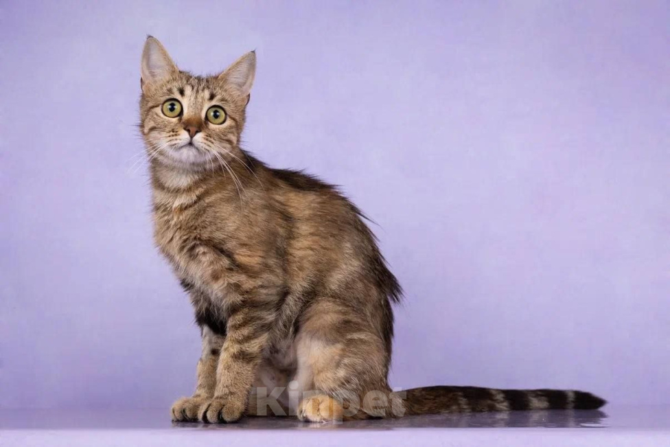 Кошки в Москве: Кошка мини-дракон Мурена ищет дом Девочка, Бесплатно - фото 4