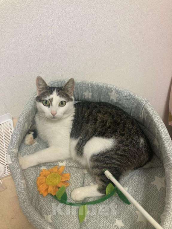 Кошки в Мытищах: Бусинка ищет дом  Девочка, Бесплатно - фото 3