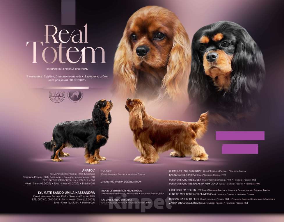 Собаки в Москве: Кавалер Кинг Чарлз Спаниель  паренек черно-подпалый Мальчик, 50 000 руб. - фото 3