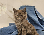 Кошки в Ореховом-Зуево: Прекрасные клубные мейн куны Мальчик, 45 000 руб. - фото 7