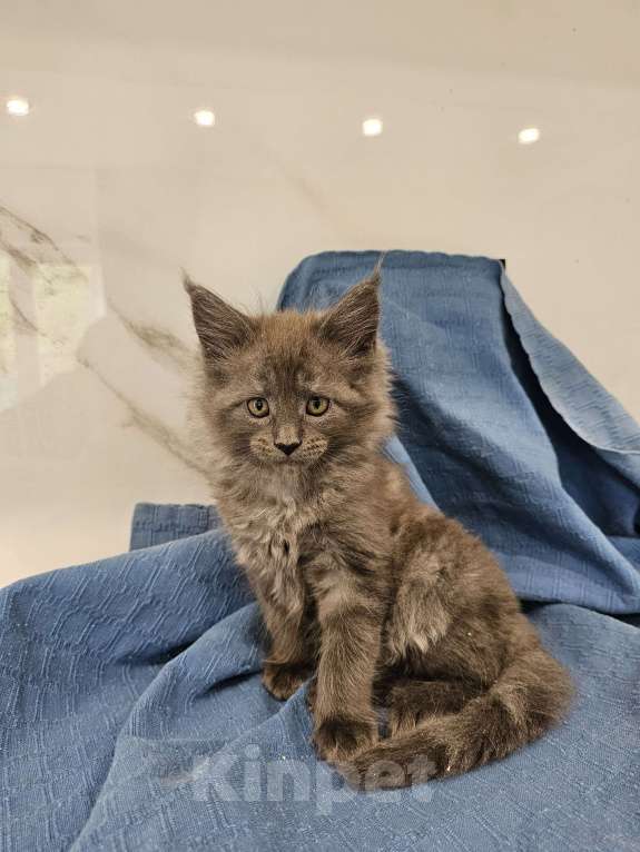 Кошки в Ореховом-Зуево: Прекрасные клубные мейн куны Мальчик, 45 000 руб. - фото 7