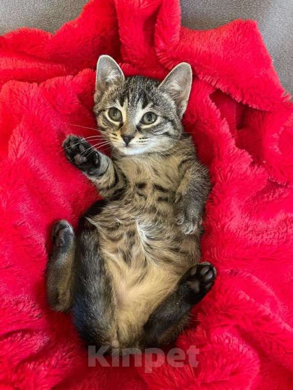 Кошки в Санкт-Петербурге: Малютка Томочка Девочка, Бесплатно - фото 4