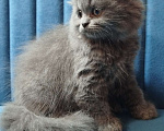 Кошки в Санкт-Петербурге: Шотландская голубая вислоухая девочка Девочка, 25 000 руб. - фото 4