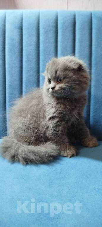 Кошки в Санкт-Петербурге: Шотландская голубая вислоухая девочка Девочка, 25 000 руб. - фото 4