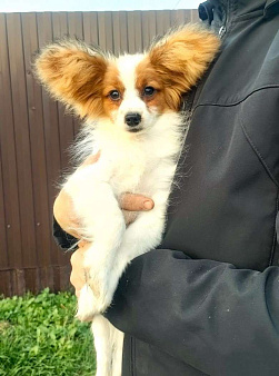 Щенки папийона