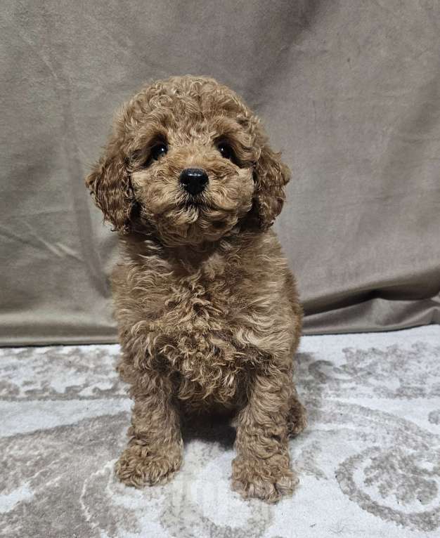 Собаки в Москве: Мия Девочка, 65 000 руб. - фото 2