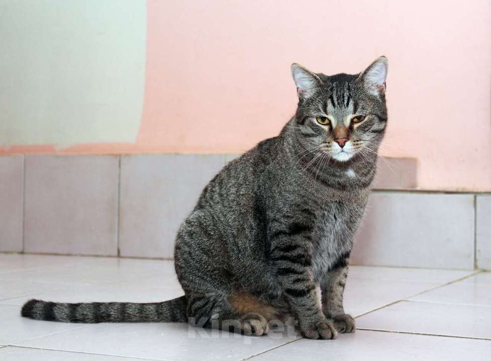 Кошки в Калуге: Барсик – котик компаньон. Молодой кот в добрые руки. Мальчик, Бесплатно - фото 5