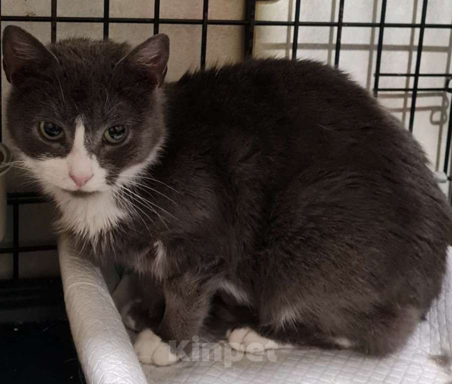 Кошки в Санкт-Петербурге: Дымка Северная Полярная Звездочка Девочка, Бесплатно - фото 3