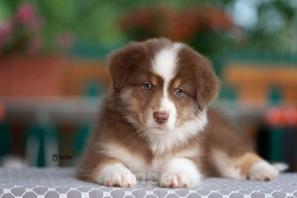 Собаки в Москве: австралийская овчарка аусси Девочка, 80 000 руб. - фото 3