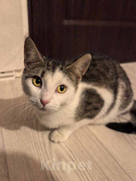 Кошки в Санкт-Петербурге: Котёнок Балерина ищет дом Девочка, Бесплатно - фото 2