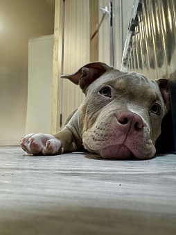 Лиловый триколор