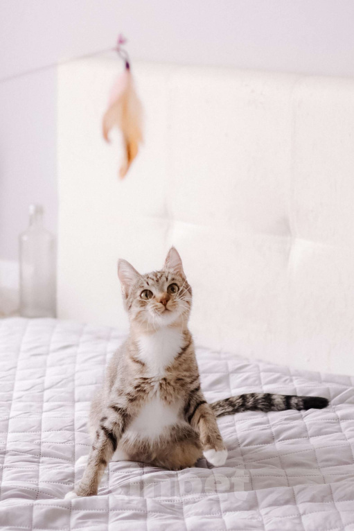 Кошки в Москве: Котенок в добрые руки Девочка, Бесплатно - фото 9