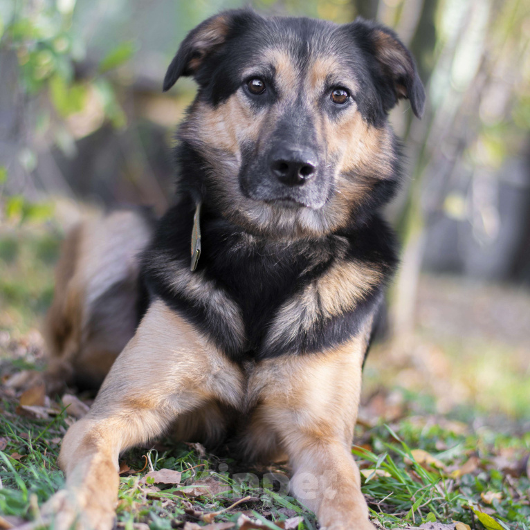 Собаки в Москве: Сириус Мальчик, Бесплатно - фото 2