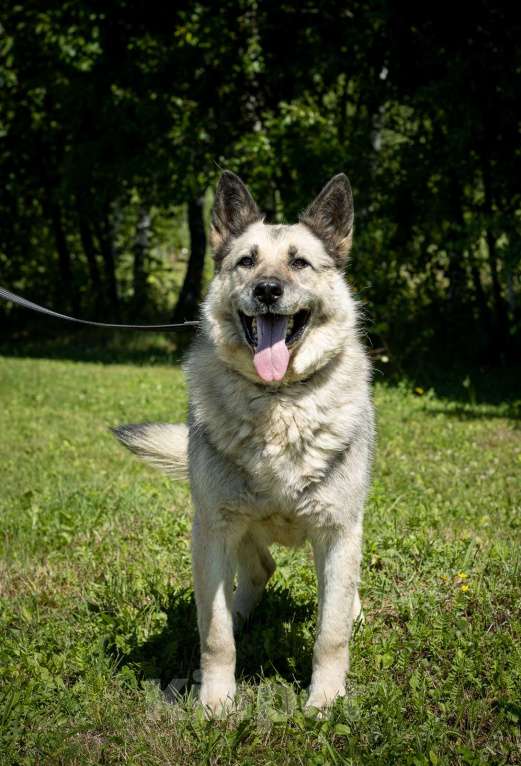 Собаки в Москве: Грэм, метис овчарки Мальчик, Бесплатно - фото 5