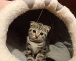 Кошки в Новосибирске: Малой Мальчик, Бесплатно - фото 2