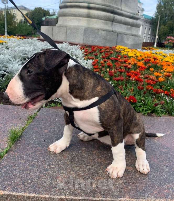 Собаки в Москве: бультерьер стандартный Девочка, 80 000 руб. - фото 3