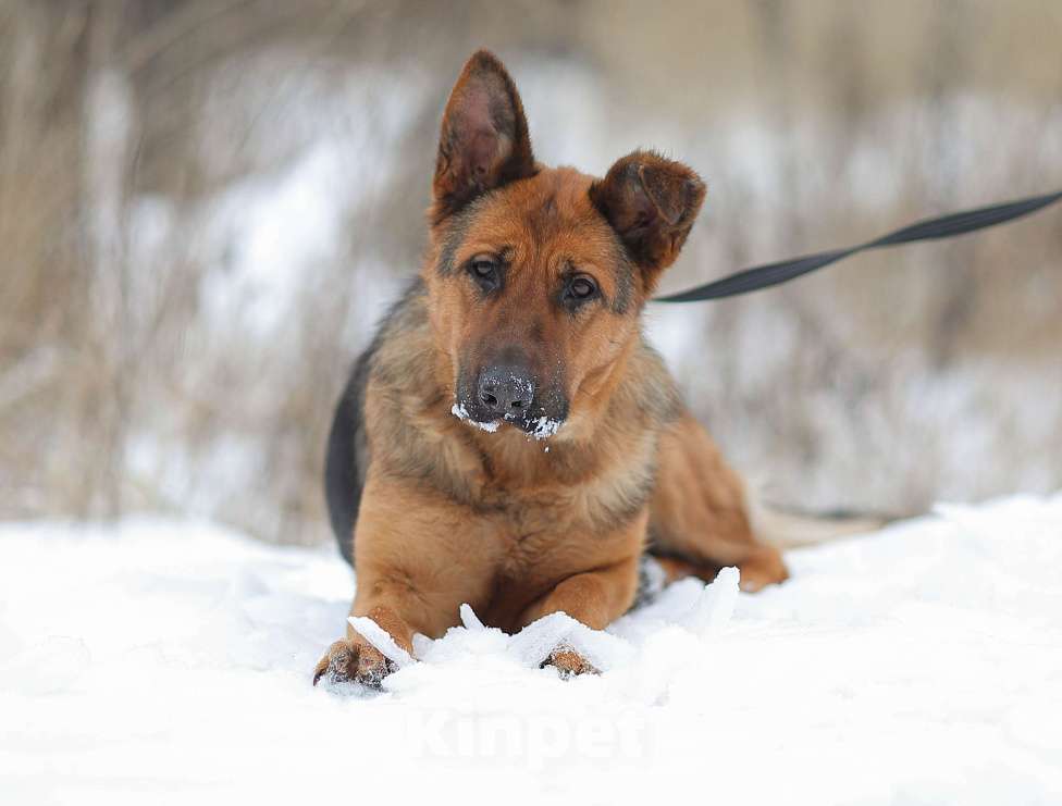 Собаки в Москве: Акулина, ласковая овчарка Девочка, Бесплатно - фото 4