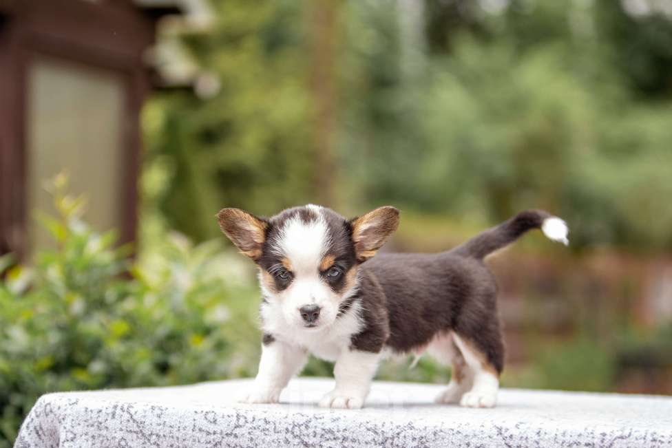 Собаки в Москве: Щенок вельш корги кардиган Мальчик, Бесплатно - фото 5