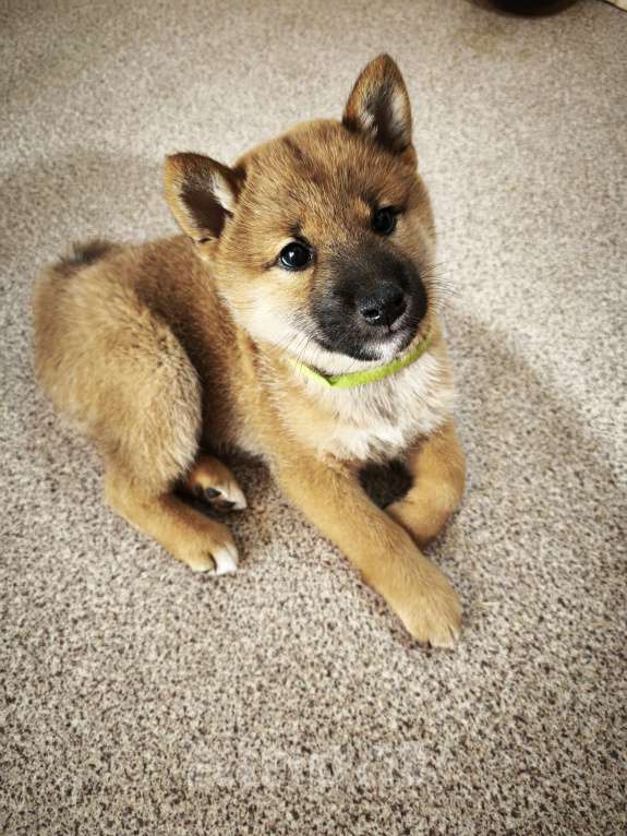 Собаки в Никольском: Продается щенок сиба ину Мальчик, 70 000 руб. - фото 3