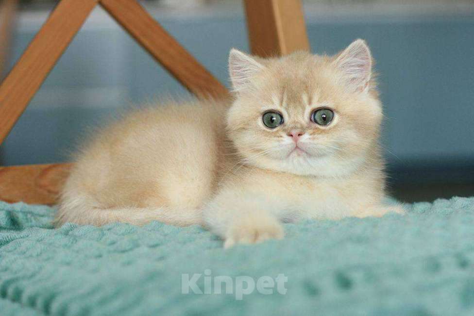 Кошки в Москве: Британский мальчик Ксеон Мальчик, 120 000 руб. - фото 10