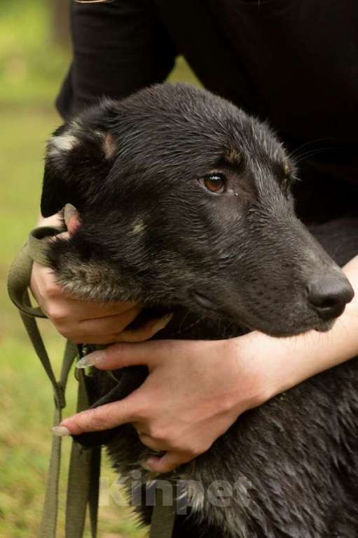 Собаки в Санкт-Петербурге: Умный и симпатичный щенок-подросток ищет дом Мальчик, Бесплатно - фото 2