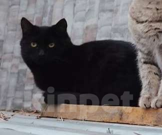 Кошки в других городах Башкортостана: Маленькое чудо ищет добрых хозяев Мальчик, 500 руб. - фото 4