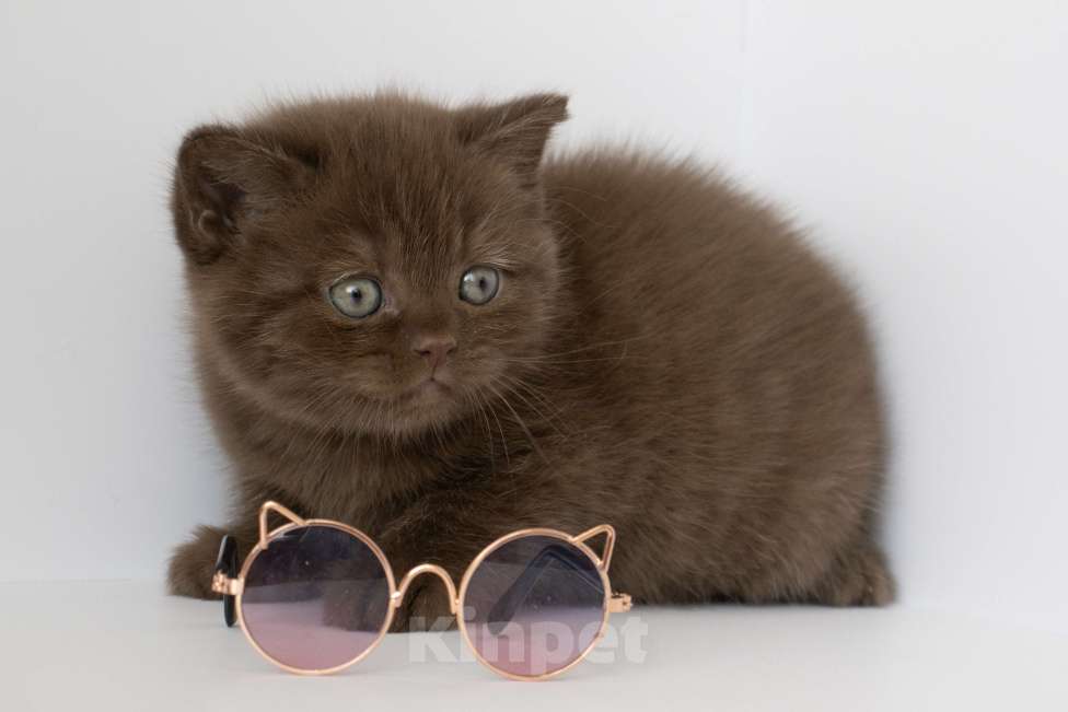 Кошки в Москве: Британский котенок шоколадного окраса Мальчик, 90 000 руб. - фото 1