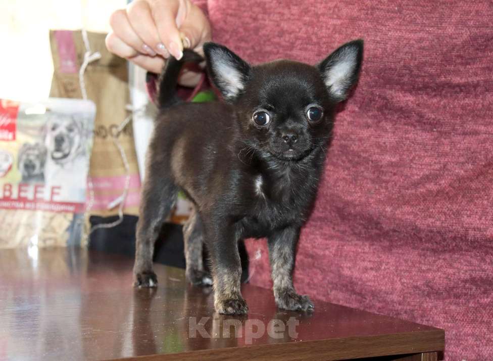Собаки в Москве: Красавица ЧИХУАХУА Девочка, 55 000 руб. - фото 6