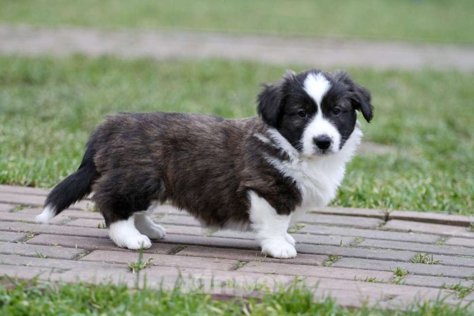 Собаки в Москве: Вельш корги кардиган Девочка, 40 000 руб. - фото 6