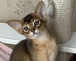 Кошки в Омске: Продам абиссинского котенка Разнополые, 40 000 руб. - фото 6