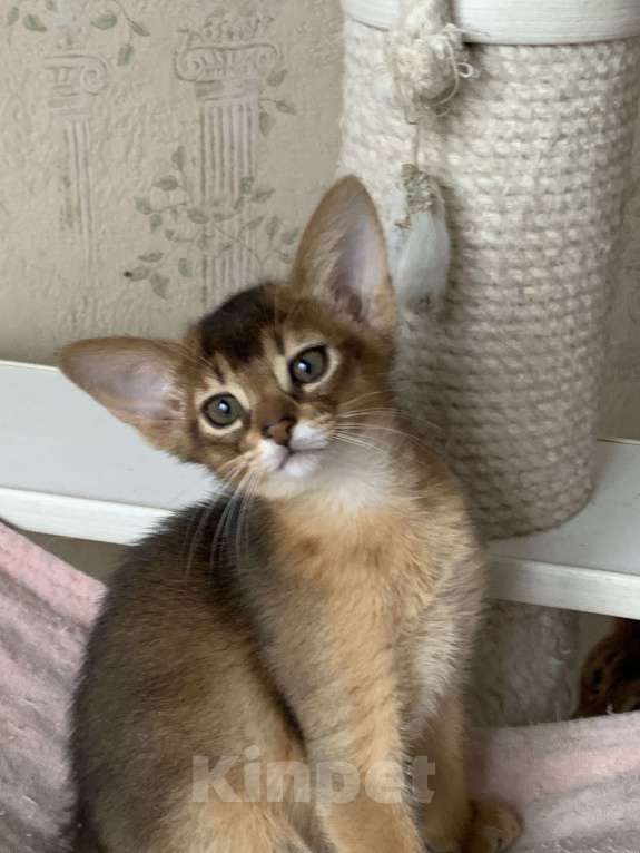 Кошки в Омске: Продам абиссинского котенка Разнополые, 40 000 руб. - фото 6