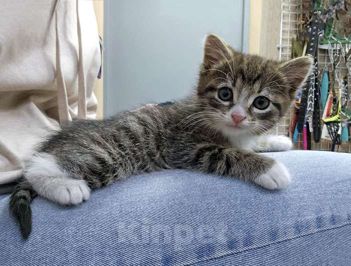 Кошки в Санкт-Петербурге: Глазастое чудо Мышка, милый домашний котенок в добрые руки Девочка, 10 руб. - фото 1