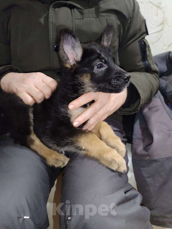 Собаки в других городах Калужской области: Щенок немецкой овчарки мальчик Мальчик, 40 000 руб. - фото 3