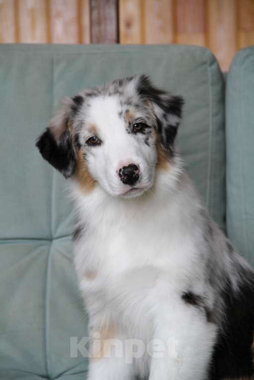 Собаки в Новосибирске: Австралийская овчарка Разнополые, 70 000 руб. - фото 1