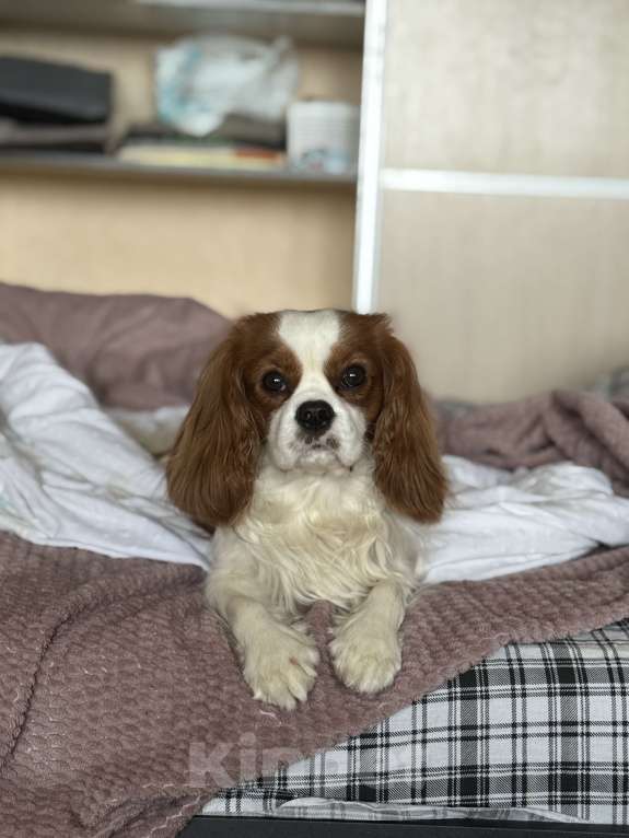 Собаки в Москве: Кавалер Кинг чарльз спаниель Мальчик, 15 000 руб. - фото 2