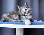 Кошки в Москве: Котёнок мейн-кун девочка Veyron Vanilla Sky — весёлая игруля с охотничьим характером Девочка, 70 000 руб. - фото 3