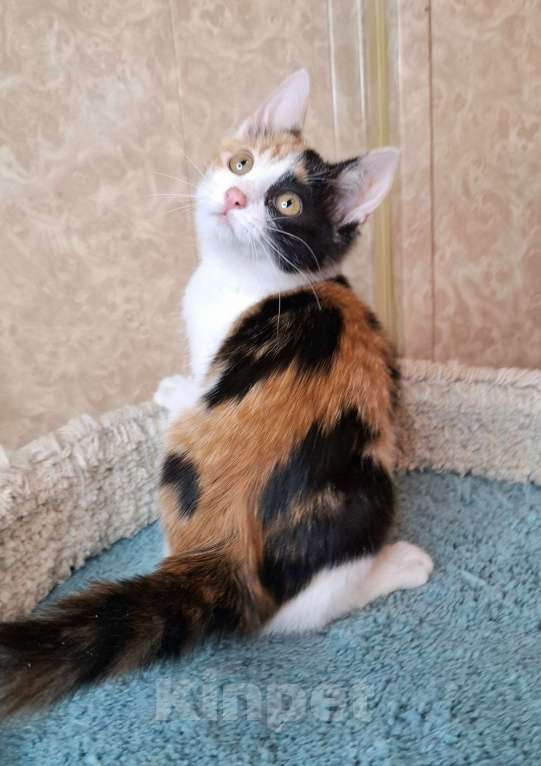 Кошки в Москве: Котёнок с трехцветной мордашкой в добрые руки  Девочка, Бесплатно - фото 2