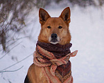 Собаки в Балашихе: Саливан — Хитрый Лис с сердцем из золота! Мальчик, Бесплатно - фото 1