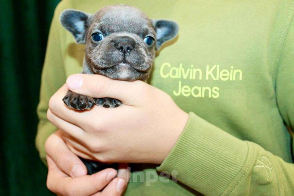 Собаки в Москве: Французские бульдоги Девочка, 100 000 руб. - фото 1