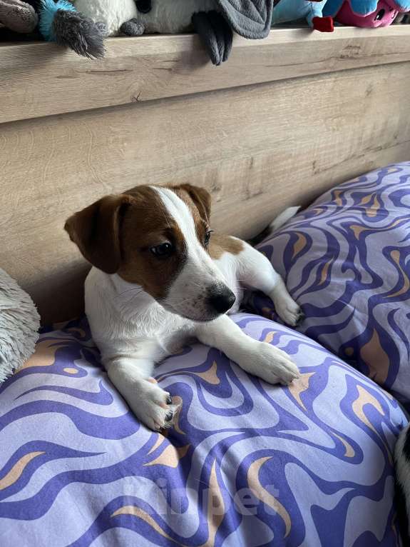 Собаки в Ярославле: Щенки Джек Рассел терьера Мальчик, Бесплатно - фото 5