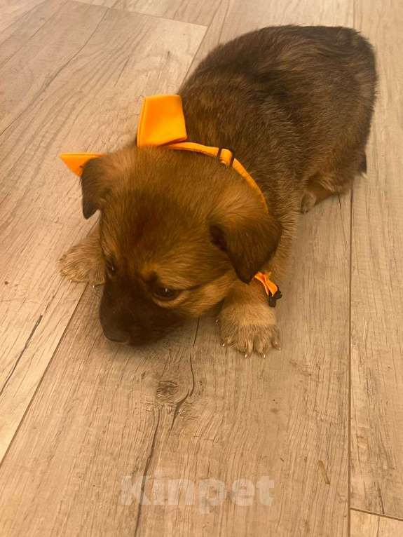 Собаки в других городах Башкортостана: Щеноки Девочка, Бесплатно - фото 9