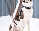 Собаки в Котельнике: Изящная красавица Дарси в поисках дома! Девочка, Бесплатно - фото 4
