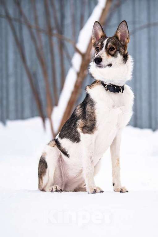 Собаки в Котельнике: Изящная красавица Дарси в поисках дома! Девочка, Бесплатно - фото 4