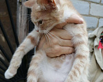 Кошки в Арзамасе: Бесплатно, Бесплатно - фото 3