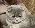 Кошки в Теберде: Шотландский вислоухий чистокровный кот, 1 руб. - фото 3