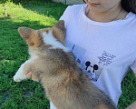 Собаки в Белгороде: Вельш- корги пемброк щенки Девочка, 90 000 руб. - фото 7
