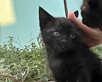 Кошки в Астрахани: Котята в добрые руки Девочка, Бесплатно - фото 1