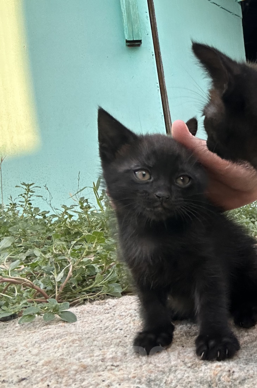 Кошки в Астрахани: Котята в добрые руки Девочка, Бесплатно - фото 1