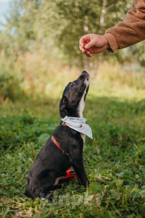 Собаки в Москве: Самые трогательные глазки. Щенок Блэк Мальчик, Бесплатно - фото 3