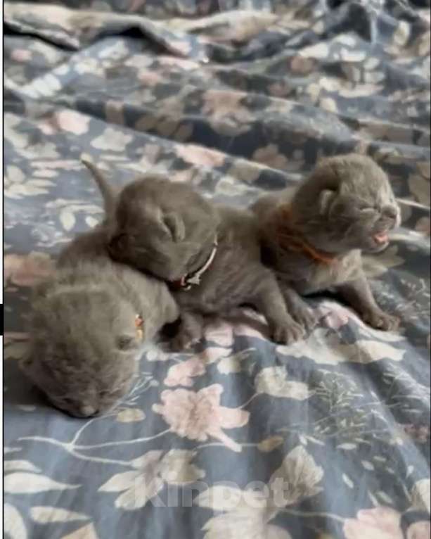Кошки в Москве: Британский котенок  Мальчик, Бесплатно - фото 3